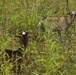 Energy Action Month: Fort McCoy uses goats to save on resources in fight against invasive plant species