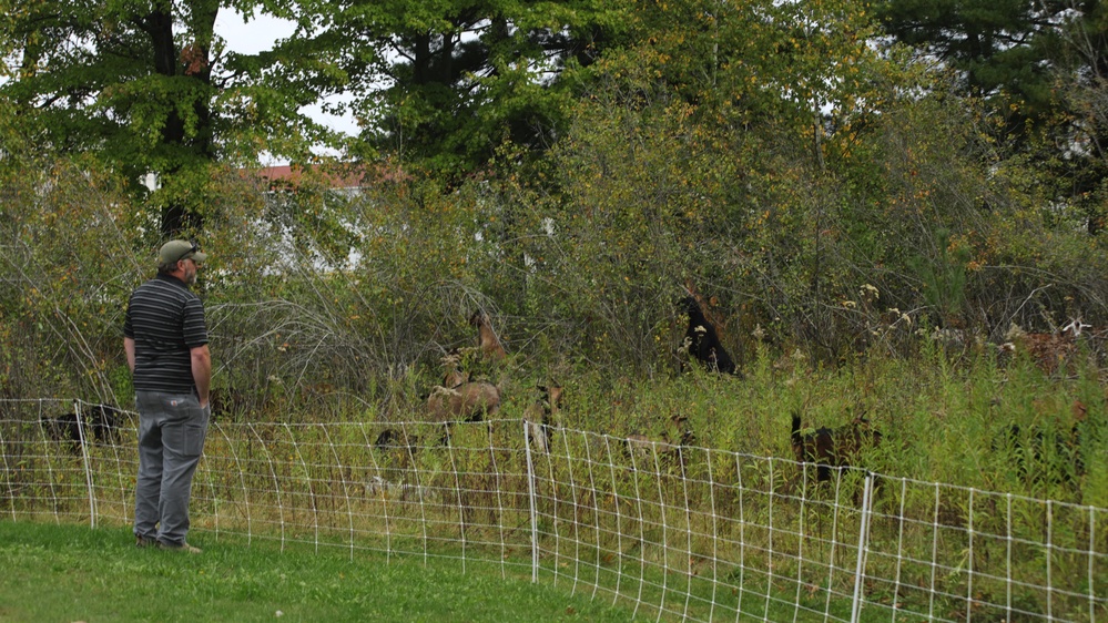 Energy Action Month: Fort McCoy uses goats to save on resources in fight against invasive plant species