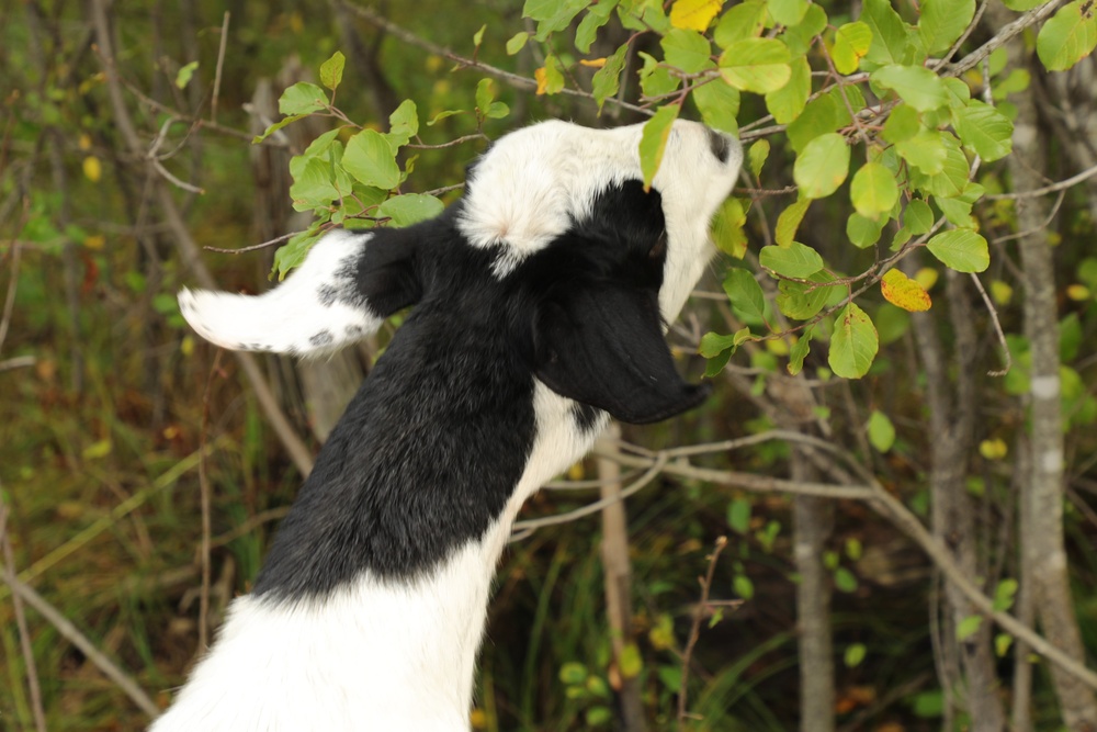 Energy Action Month: Fort McCoy uses goats to save on resources in fight against invasive plant species