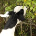 Energy Action Month: Fort McCoy uses goats to save on resources in fight against invasive plant species