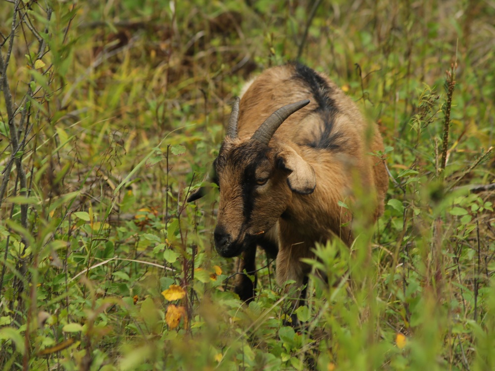 Energy Action Month: Fort McCoy uses goats to save on resources in fight against invasive plant species