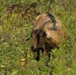 Energy Action Month: Fort McCoy uses goats to save on resources in fight against invasive plant species