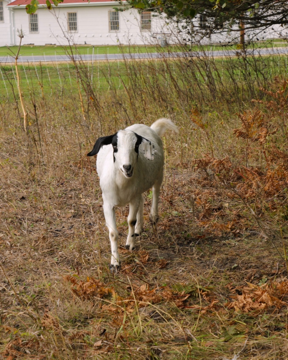 Energy Action Month: Fort McCoy uses goats to save on resources in fight against invasive plant species