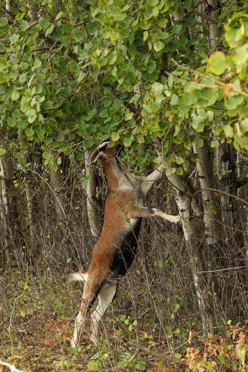 Energy Action Month: Fort McCoy uses goats to save on resources in fight against invasive plant species