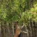 Energy Action Month: Fort McCoy uses goats to save on resources in fight against invasive plant species