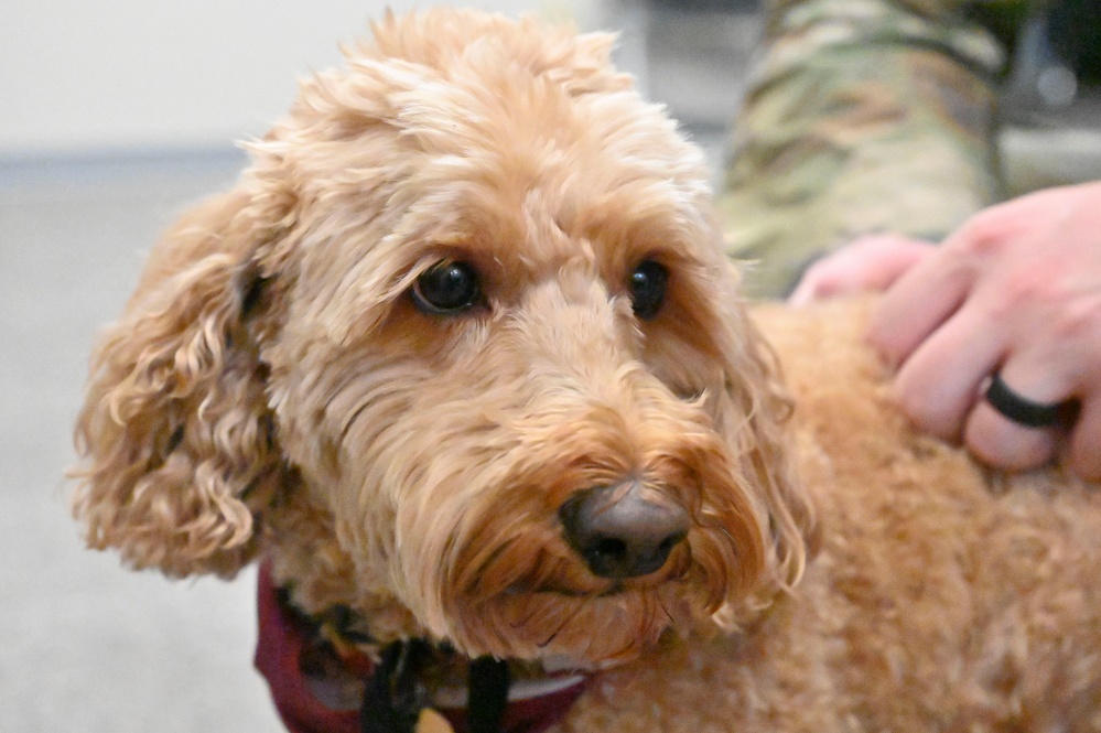 Therapy Dogs at visit SAPR