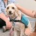 Therapy Dogs at visit SAPR