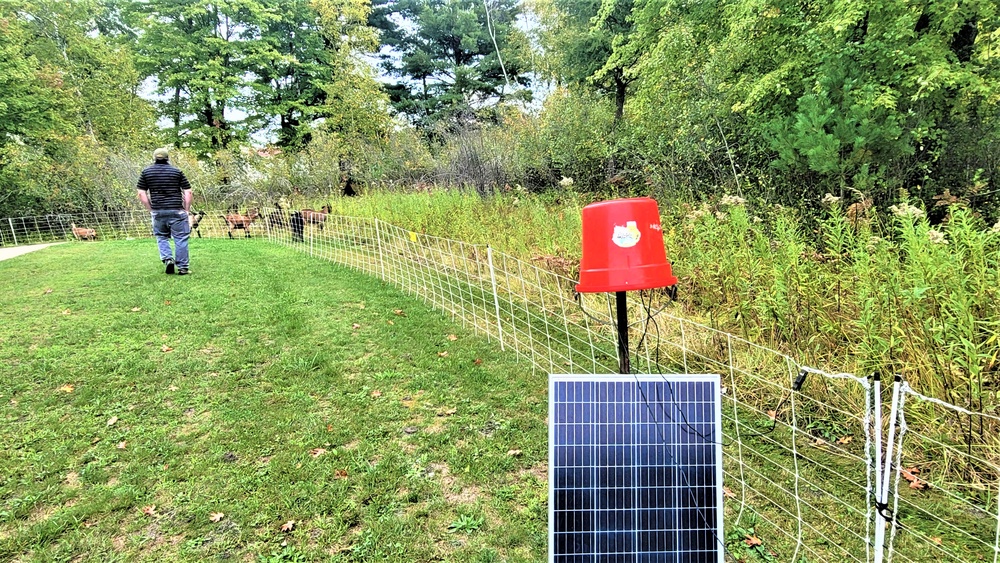 Energy Action Month: Fort McCoy uses goats to save on resources in fight against invasive plant species