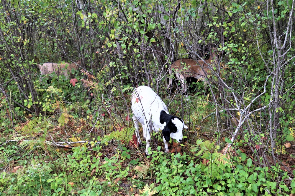 Energy Action Month: Fort McCoy uses goats to save on resources in fight against invasive plant species