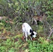 Energy Action Month: Fort McCoy uses goats to save on resources in fight against invasive plant species