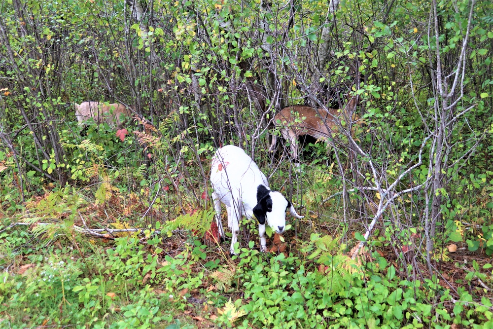 Energy Action Month: Fort McCoy uses goats to save on resources in fight against invasive plant species