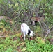 Energy Action Month: Fort McCoy uses goats to save on resources in fight against invasive plant species