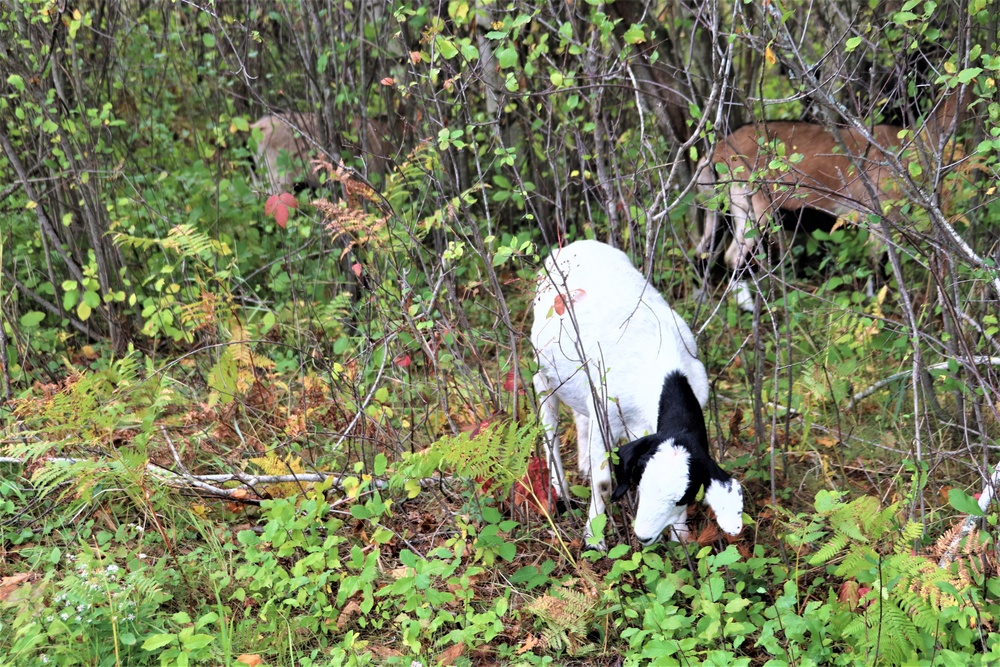 Energy Action Month: Fort McCoy uses goats to save on resources in fight against invasive plant species