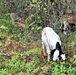 Energy Action Month: Fort McCoy uses goats to save on resources in fight against invasive plant species