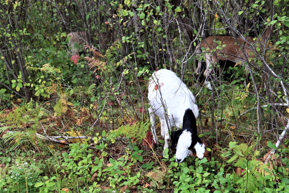 Energy Action Month: Fort McCoy uses goats to save on resources in fight against invasive plant species