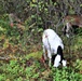 Energy Action Month: Fort McCoy uses goats to save on resources in fight against invasive plant species