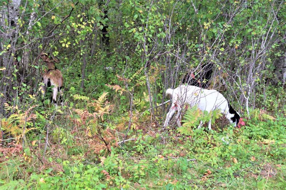 Energy Action Month: Fort McCoy uses goats to save on resources in fight against invasive plant species