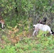 Energy Action Month: Fort McCoy uses goats to save on resources in fight against invasive plant species