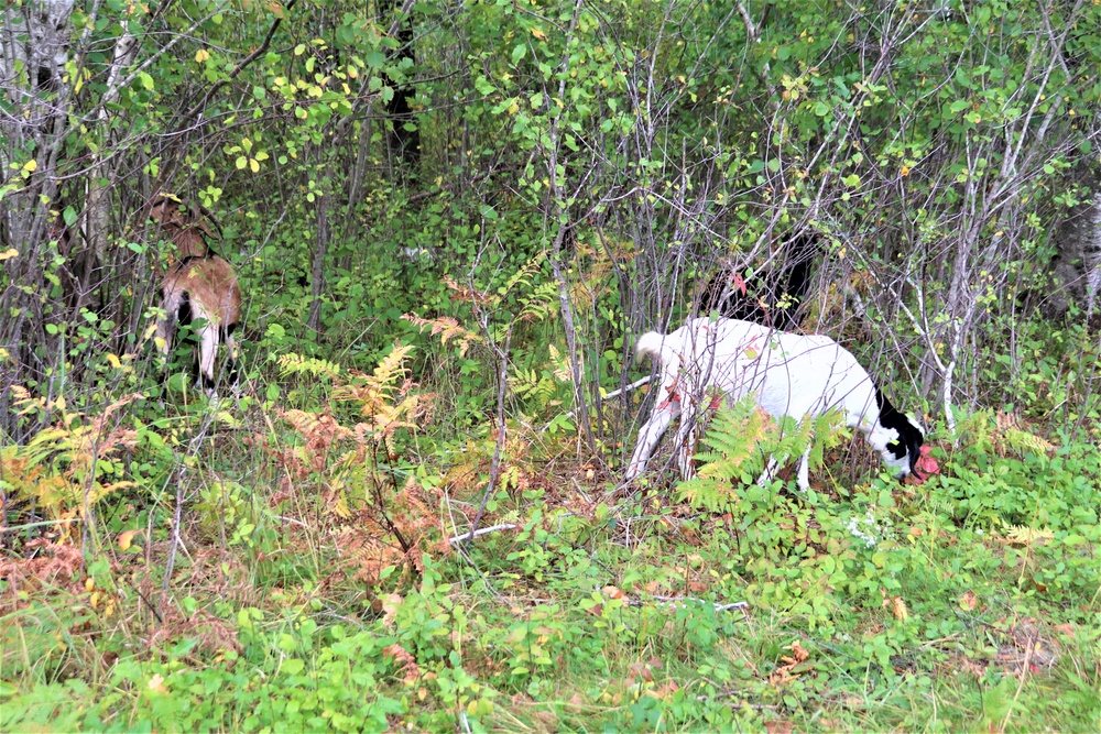 Energy Action Month: Fort McCoy uses goats to save on resources in fight against invasive plant species