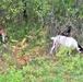 Energy Action Month: Fort McCoy uses goats to save on resources in fight against invasive plant species