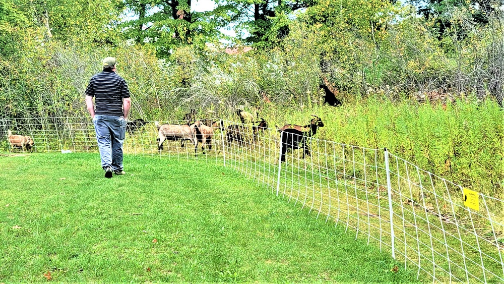 Energy Action Month: Fort McCoy uses goats to save on resources in fight against invasive plant species