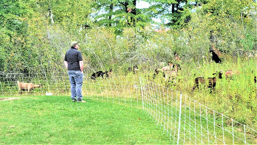 Energy Action Month: Fort McCoy uses goats to save on resources in fight against invasive plant species