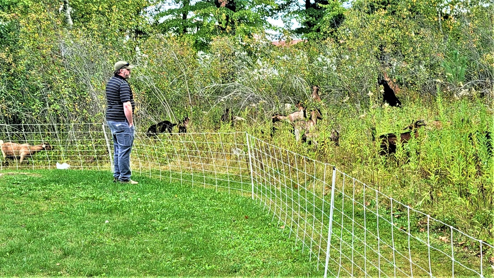 Energy Action Month: Fort McCoy uses goats to save on resources in fight against invasive plant species