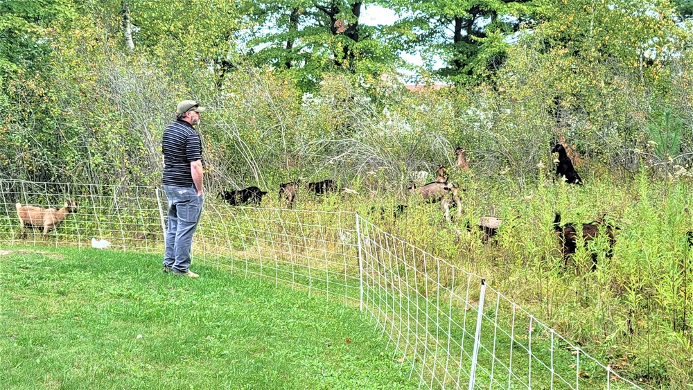 Energy Action Month: Fort McCoy uses goats to save on resources in fight against invasive plant species