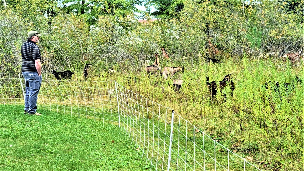 Energy Action Month: Fort McCoy uses goats to save on resources in fight against invasive plant species