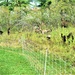 Energy Action Month: Fort McCoy uses goats to save on resources in fight against invasive plant species