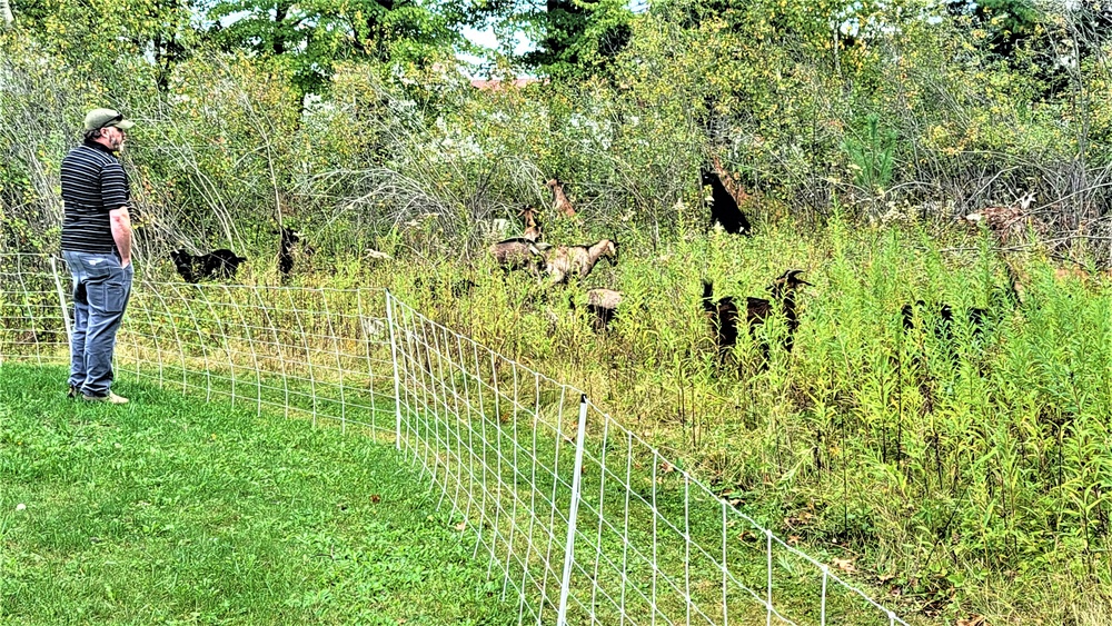 Energy Action Month: Fort McCoy uses goats to save on resources in fight against invasive plant species