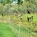 Energy Action Month: Fort McCoy uses goats to save on resources in fight against invasive plant species