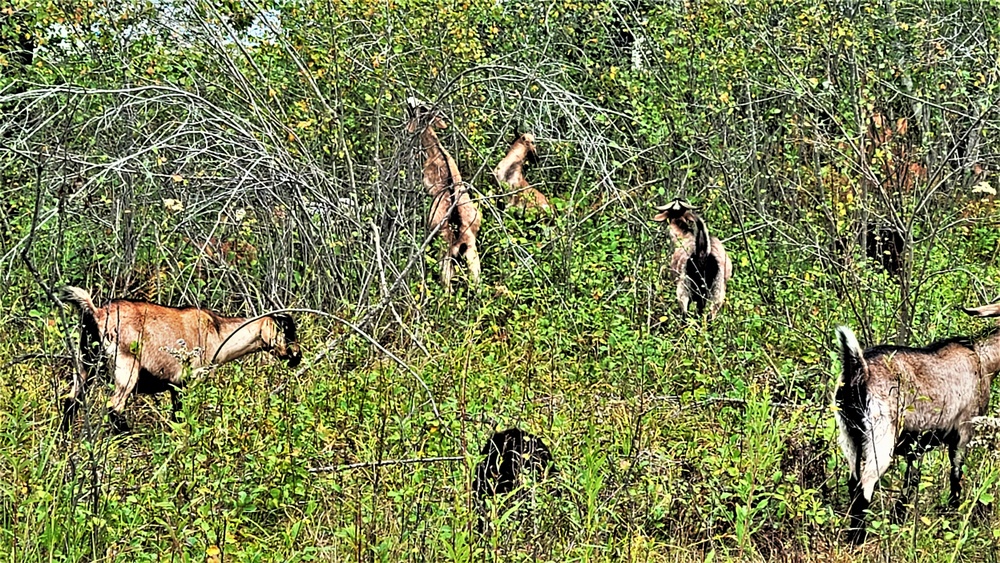 Energy Action Month: Fort McCoy uses goats to save on resources in fight against invasive plant species