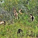 Energy Action Month: Fort McCoy uses goats to save on resources in fight against invasive plant species