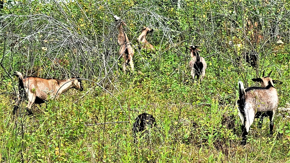 Energy Action Month: Fort McCoy uses goats to save on resources in fight against invasive plant species