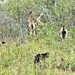 Energy Action Month: Fort McCoy uses goats to save on resources in fight against invasive plant species