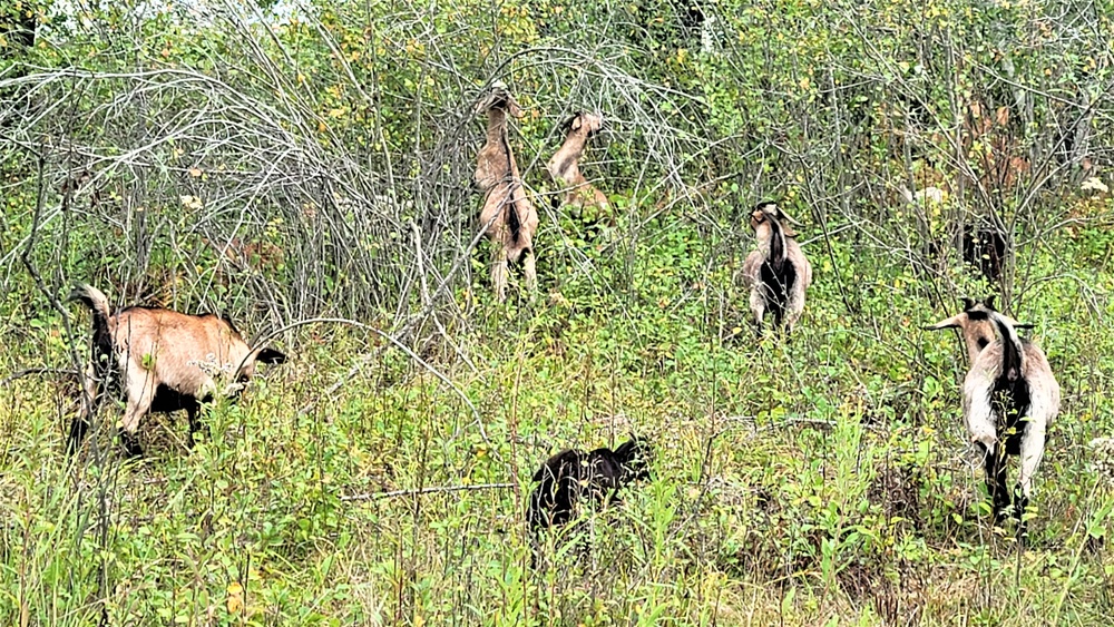 Energy Action Month: Fort McCoy uses goats to save on resources in fight against invasive plant species