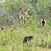 Energy Action Month: Fort McCoy uses goats to save on resources in fight against invasive plant species