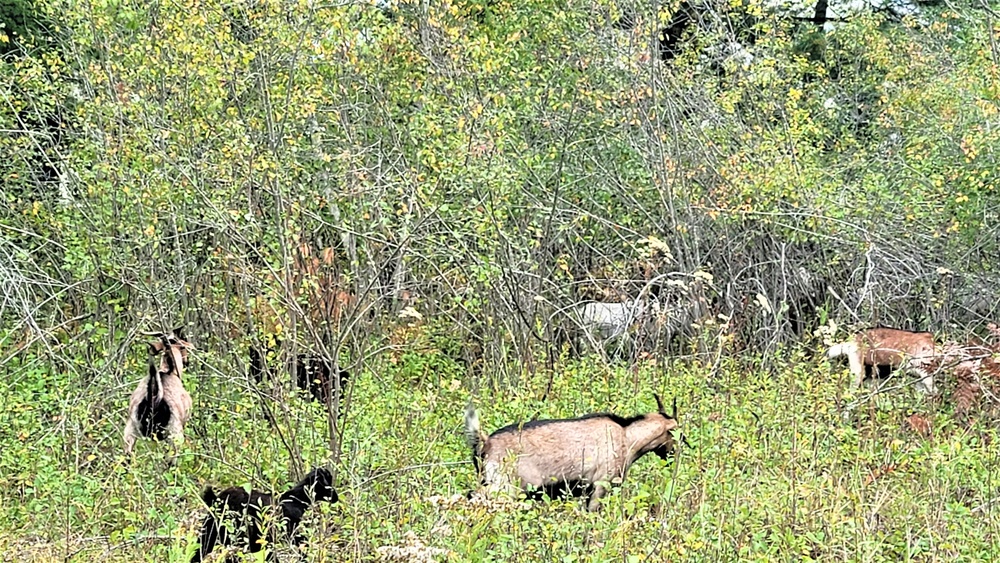 Energy Action Month: Fort McCoy uses goats to save on resources in fight against invasive plant species