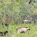 Energy Action Month: Fort McCoy uses goats to save on resources in fight against invasive plant species