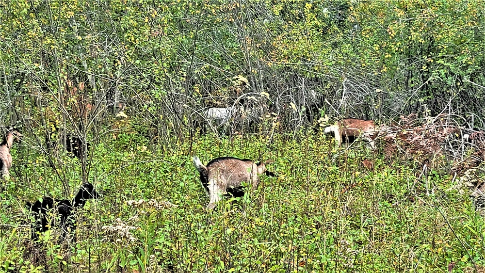 Energy Action Month: Fort McCoy uses goats to save on resources in fight against invasive plant species