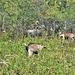 Energy Action Month: Fort McCoy uses goats to save on resources in fight against invasive plant species