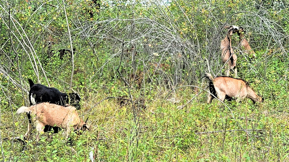 Energy Action Month: Fort McCoy uses goats to save on resources in fight against invasive plant species