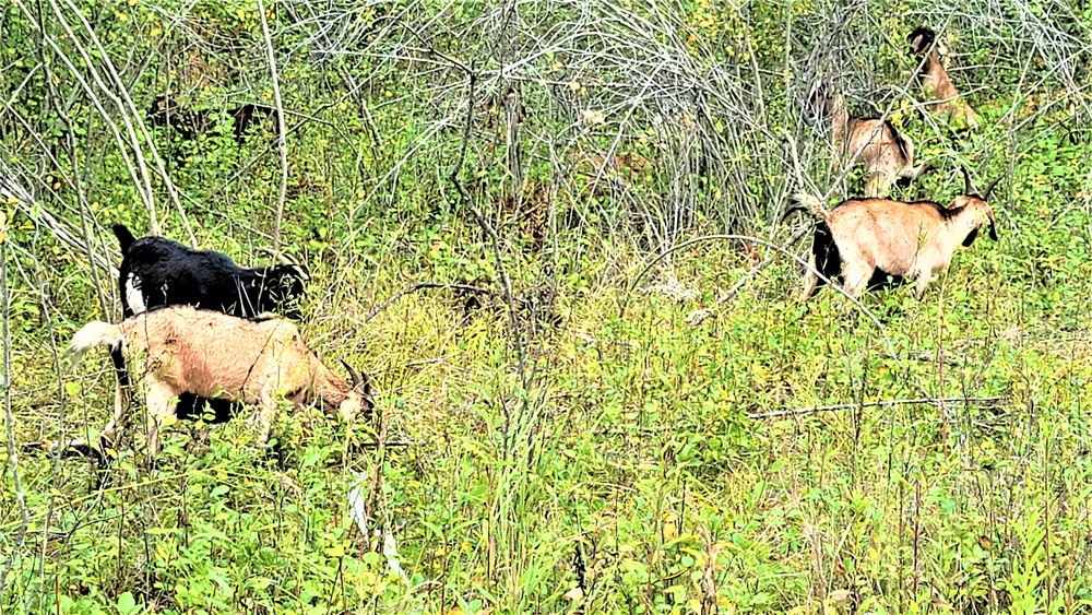 Energy Action Month: Fort McCoy uses goats to save on resources in fight against invasive plant species