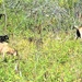 Energy Action Month: Fort McCoy uses goats to save on resources in fight against invasive plant species