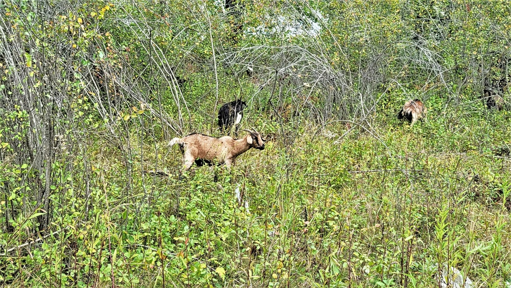 Energy Action Month: Fort McCoy uses goats to save on resources in fight against invasive plant species