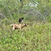 Energy Action Month: Fort McCoy uses goats to save on resources in fight against invasive plant species