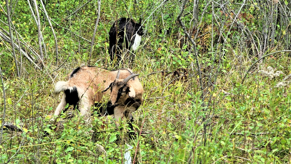 Energy Action Month: Fort McCoy uses goats to save on resources in fight against invasive plant species