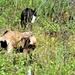 Energy Action Month: Fort McCoy uses goats to save on resources in fight against invasive plant species