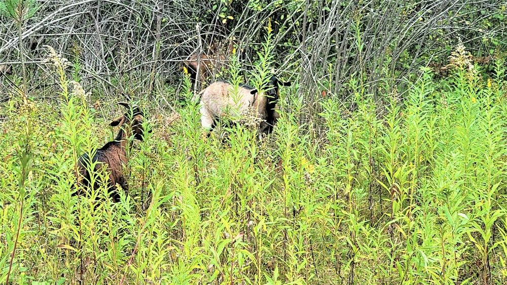 Energy Action Month: Fort McCoy uses goats to save on resources in fight against invasive plant species